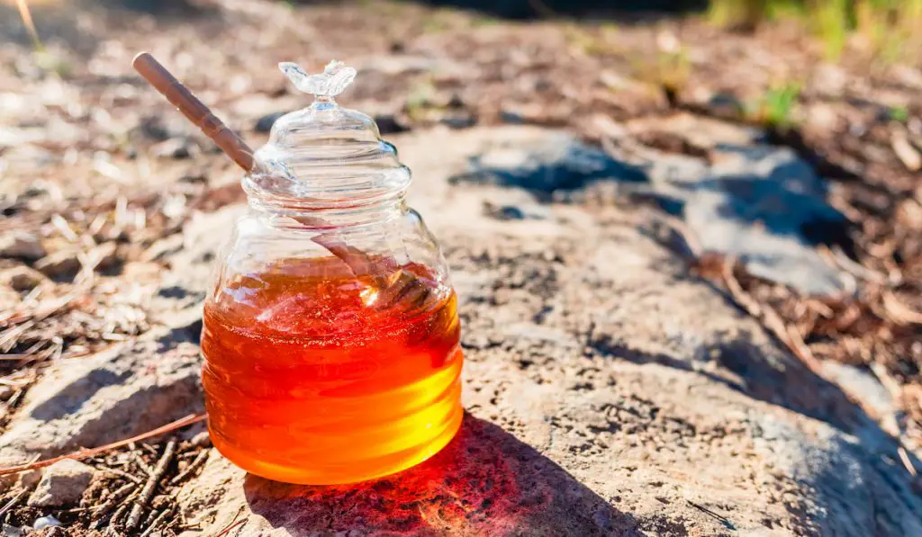 Glass honey jar on the rocky ground of a natural forest with sunlight