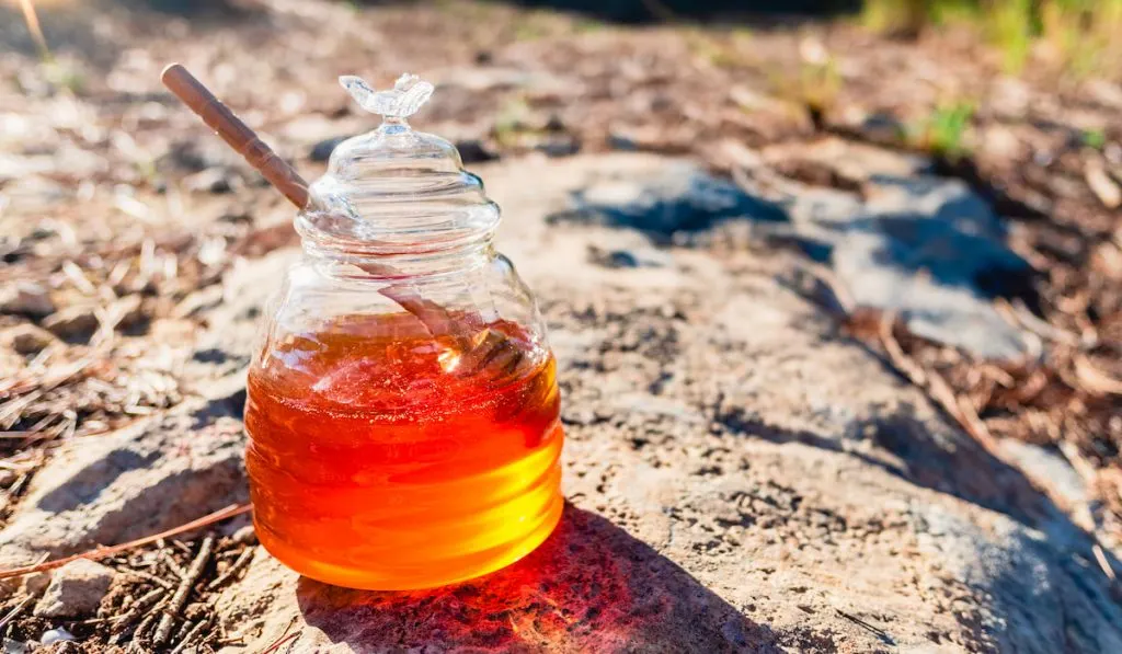 Glass honey jar on the rocky ground of a natural forest with sunlight