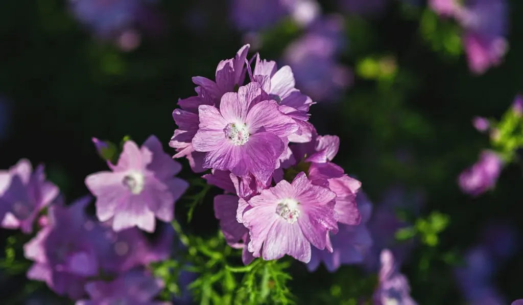 lavender hollyhocks in bloom