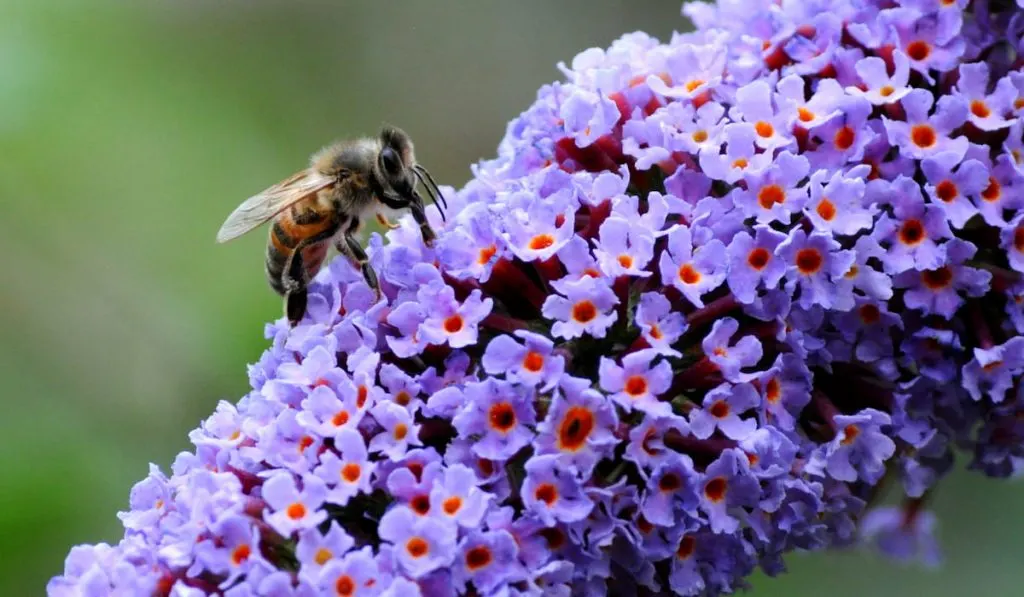 Honey bee on Buddleia