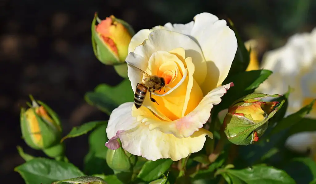 Honey bee on yellow rose flower in bright sunny day 