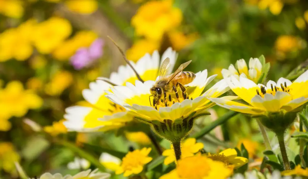 Honey bee pollinating coastal tidytips wildflowers
