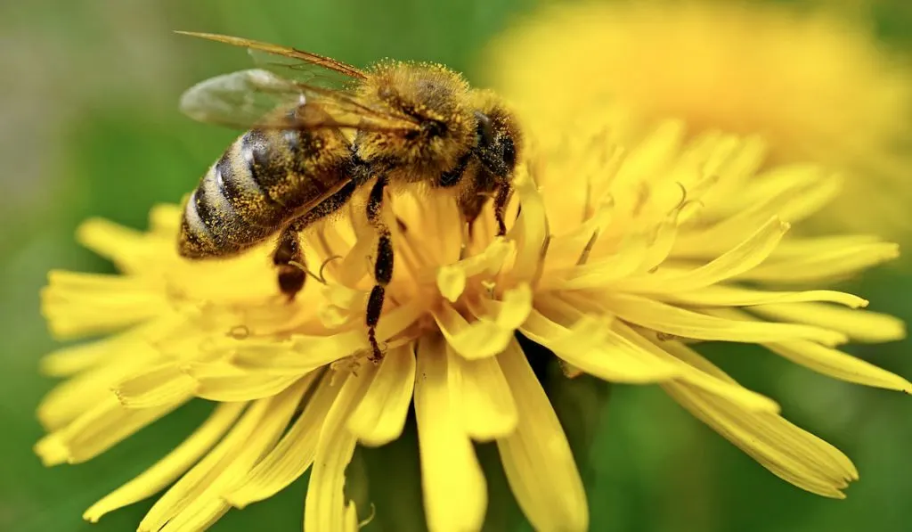 Honeybee collecting nectar from a yellow flower