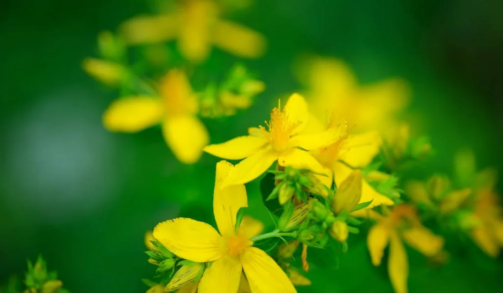 Hypericum flowers