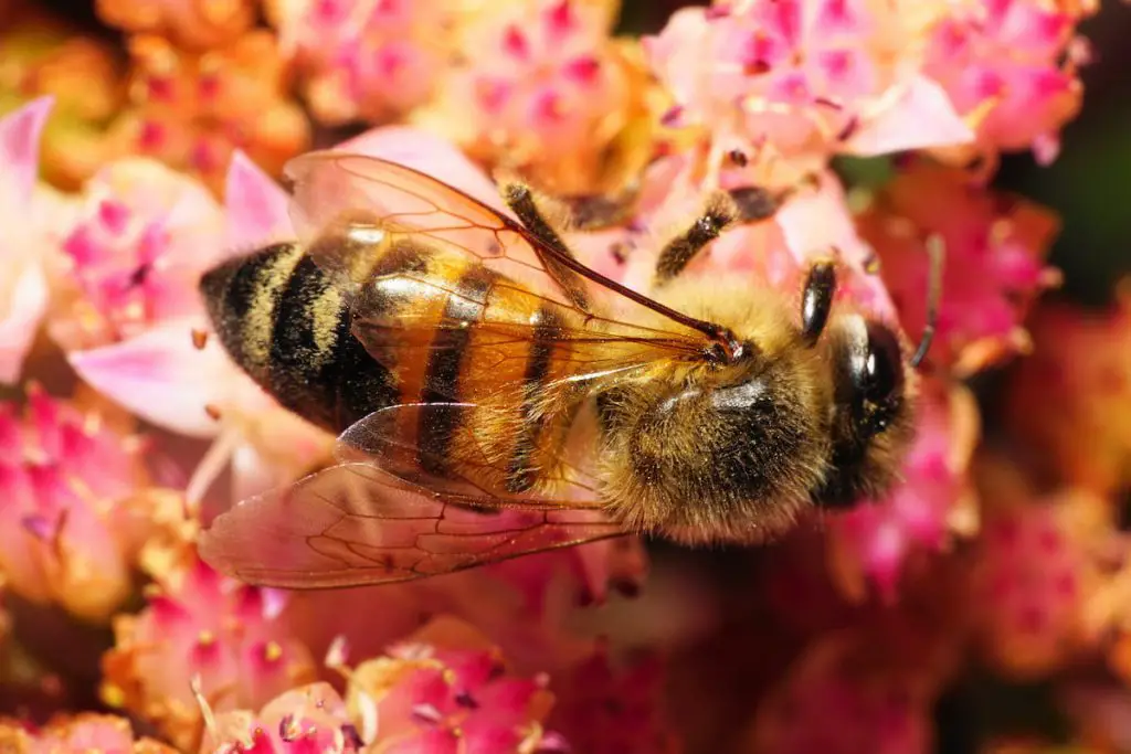 Macro dark Caucasian bees collect nectar on stonecrop
