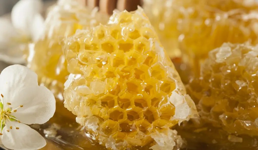 Organic Raw Golden Honeycomb with raw honey
