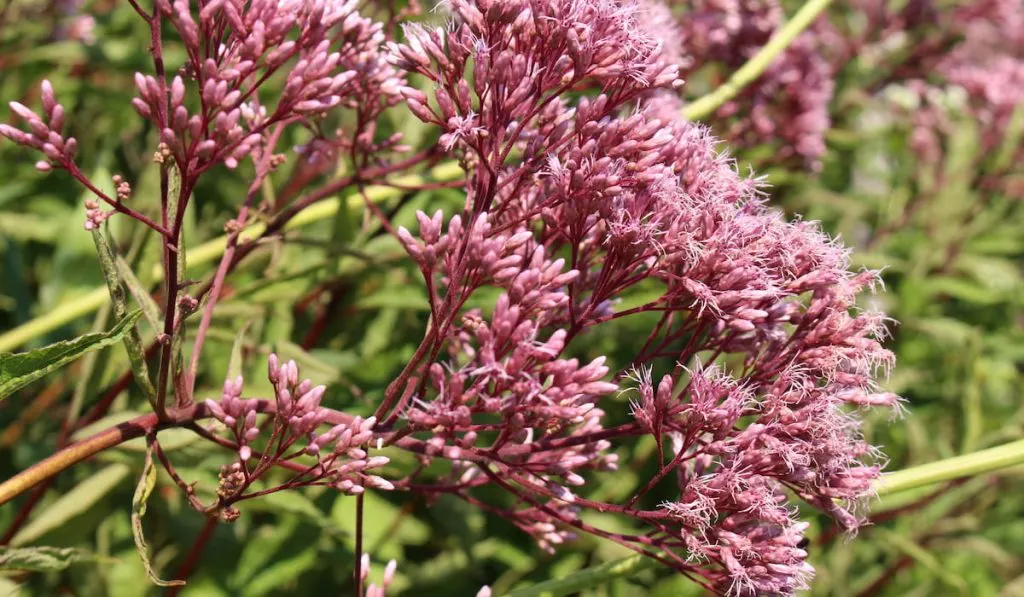 Pink Joe-Pye Weed flowers