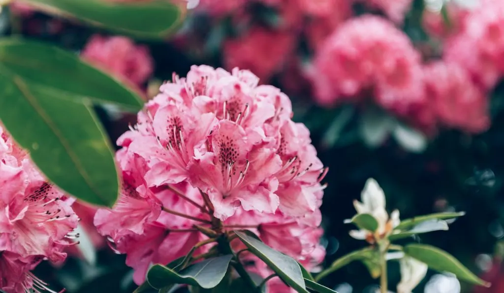 Pink Rhododendron in Beautiful Garden
