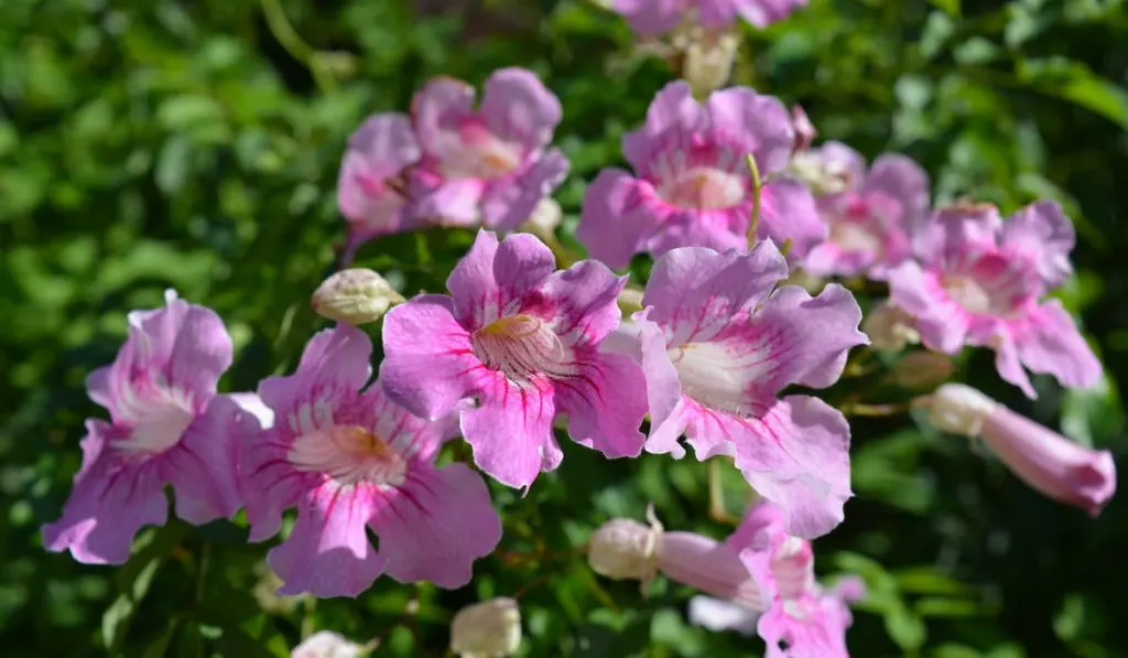 Pink trumpet flower