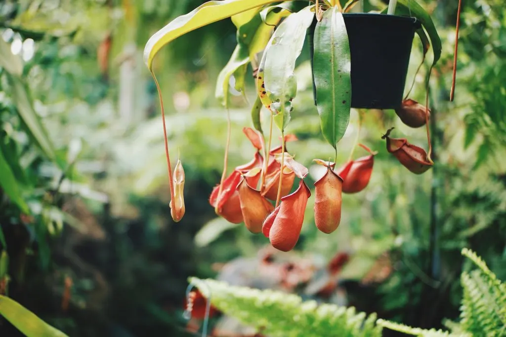 Pitcher Plants in the garden