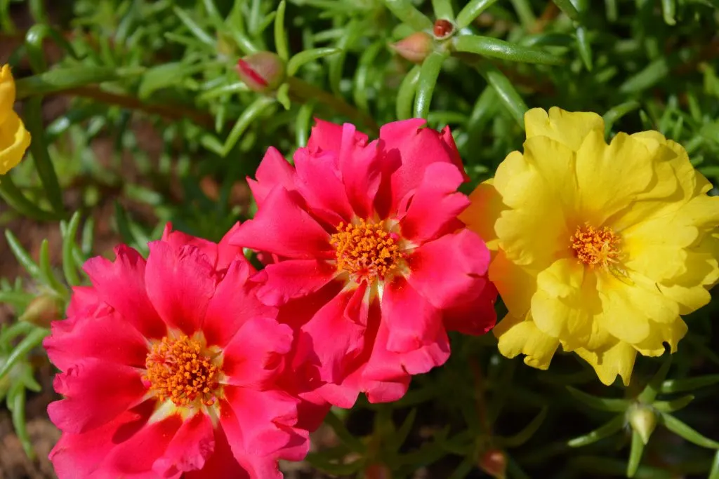 Portulaca flowers in bloom