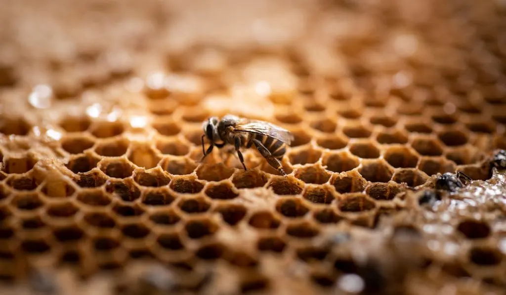 Queen Bee in the hive