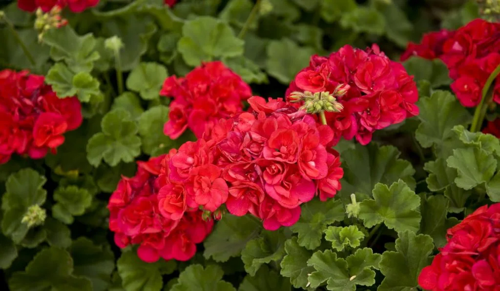 Red geranium flowers and plants 