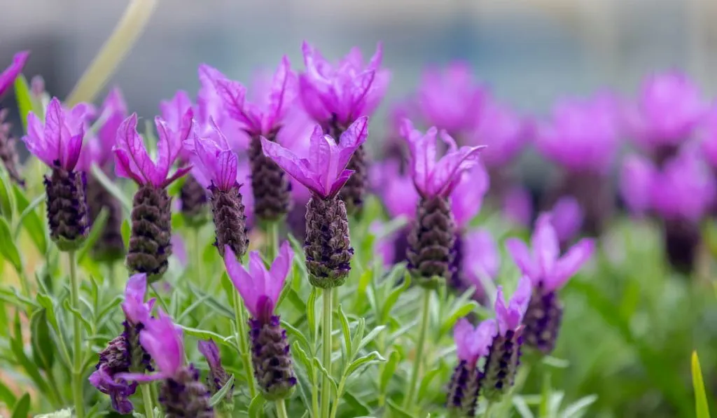 Selective focus of flowers of Lavandula stoechas in the garden with green leaves