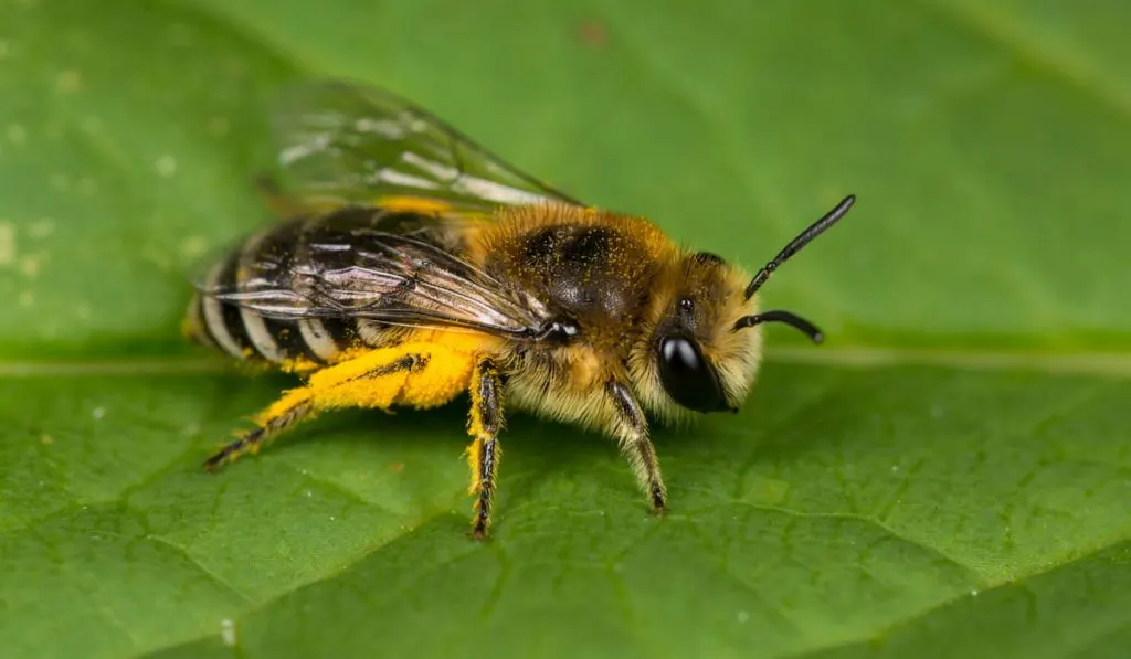 Solitary bee 