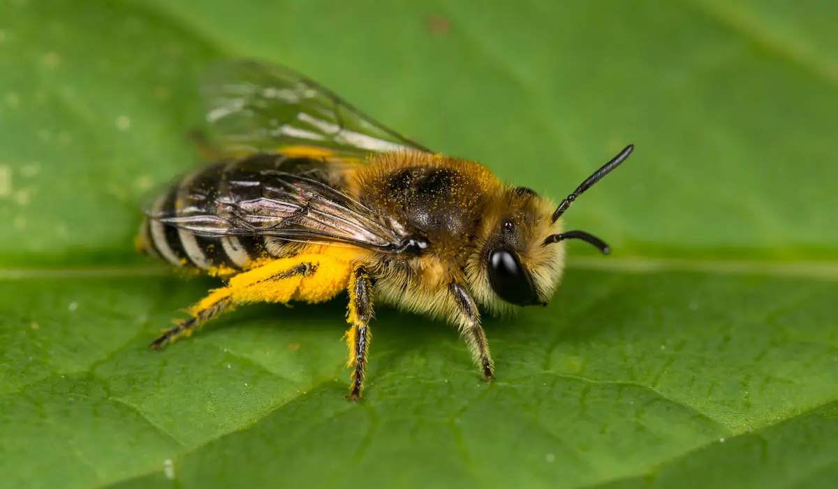 3 Best Bees For Pollination Bee Real Honey