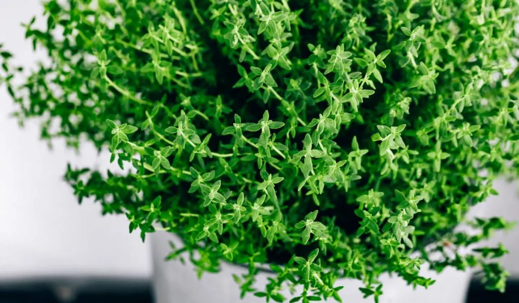 Thyme plant in a pot