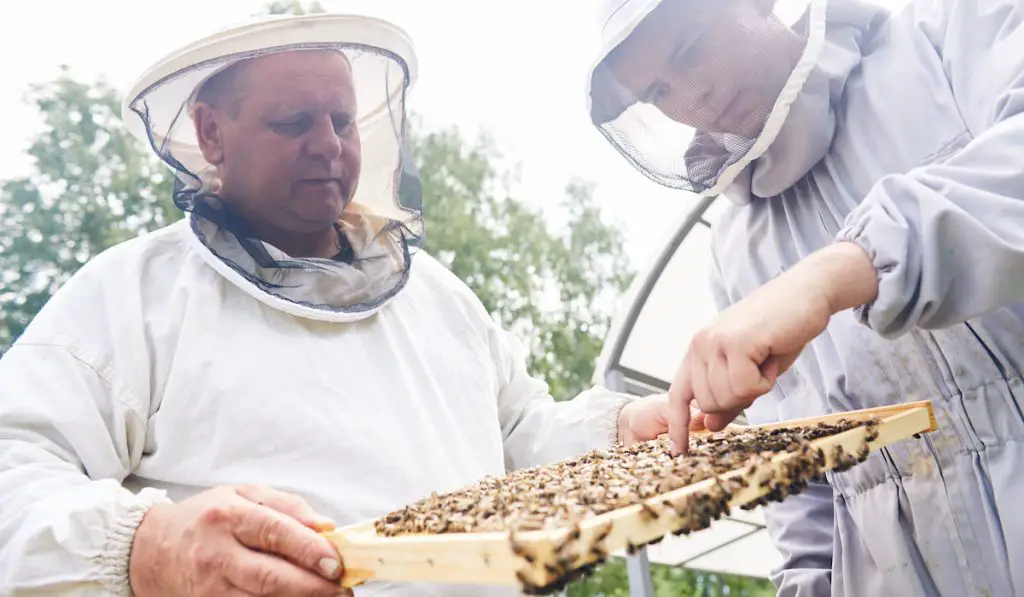 Two Apiary Workers looking for queen bee from beehive
