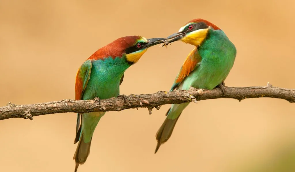Two bee eaters sharing a bee

