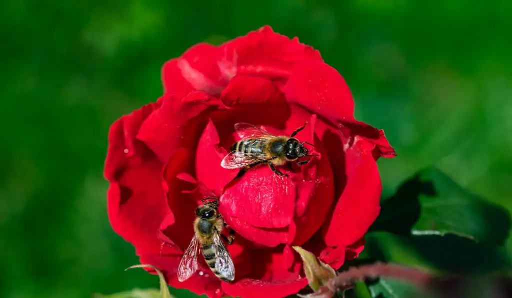 Two bees pollinating a bright red rose in the spring