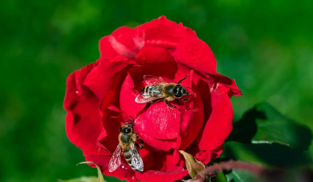 Do Bees Like Roses? 7 Things You Should Know Bee Real Honey