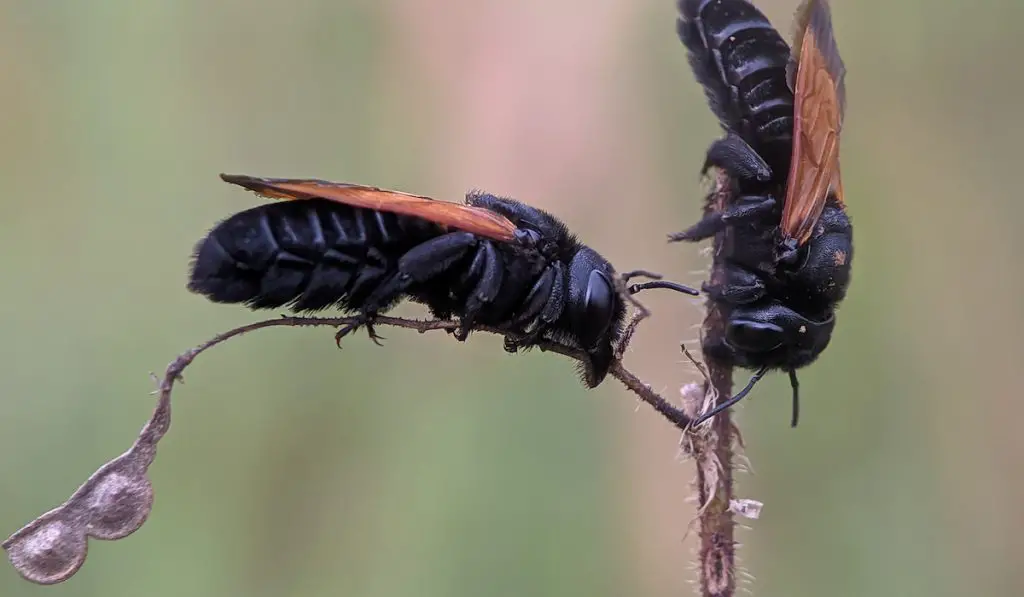 Two black bees resting on a branch