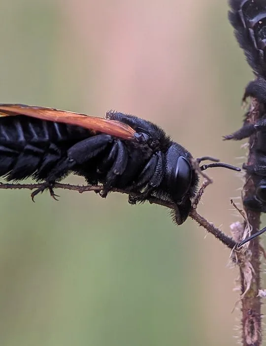Two-black-bees-resting-on-a-branch