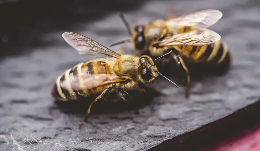 Two honeybees in opposition
