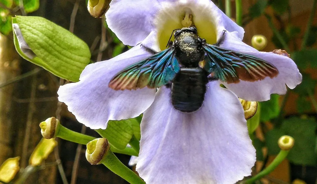 Vietnamese Carpenter Bee on a flower