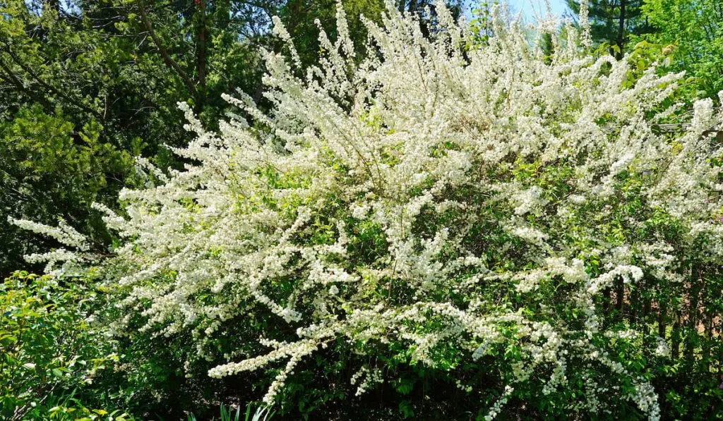 View of the small white flowers of a spirea Bridal Wreath bush