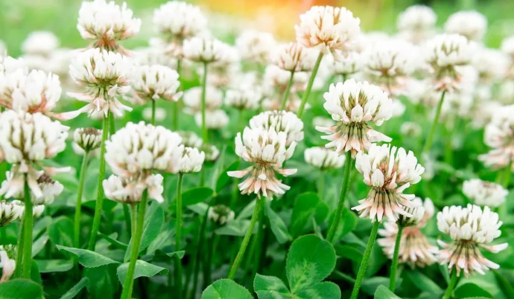 White clover Trifolium