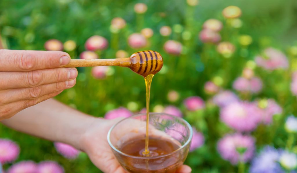 WildFlower honey in the bowl in the hands of a man