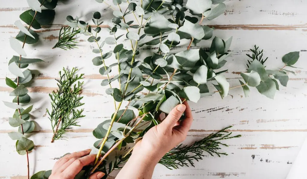 Woman holding flowers eucalyptus on white background