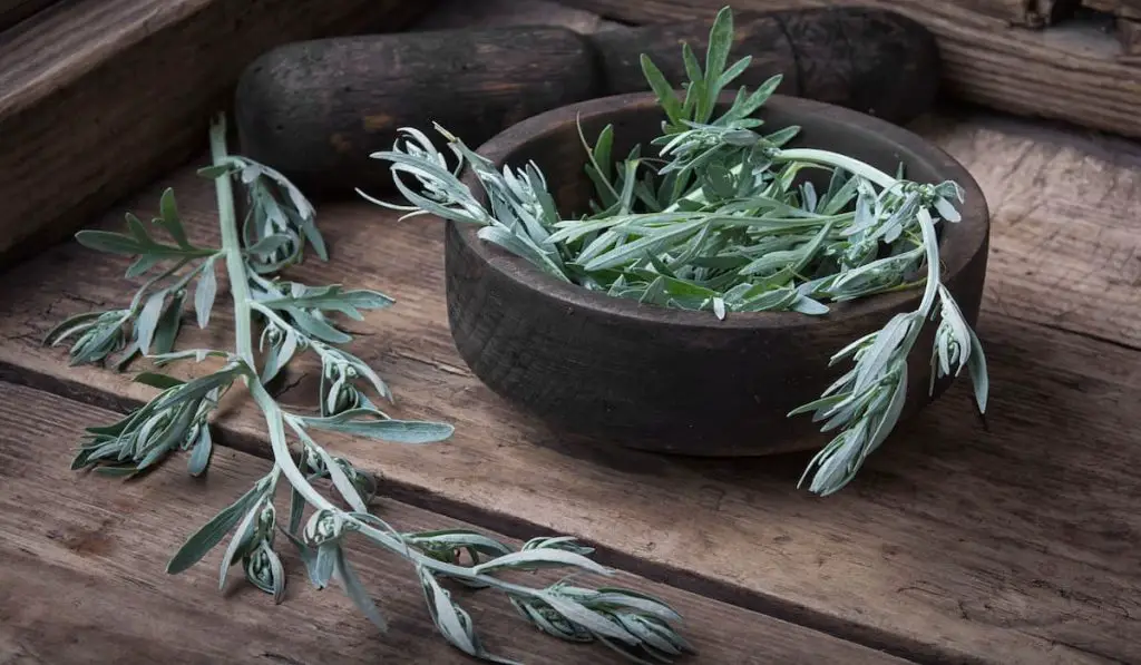 Wormwood on a wooden bowl and table