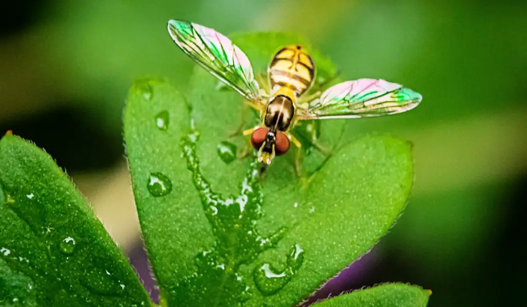 Yellow hover fly bee with iridescent wings on a wet green flower leaf with rain drops
