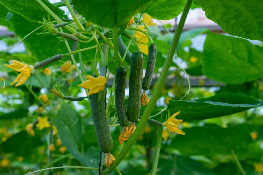 Young green cucumbers vegetables 