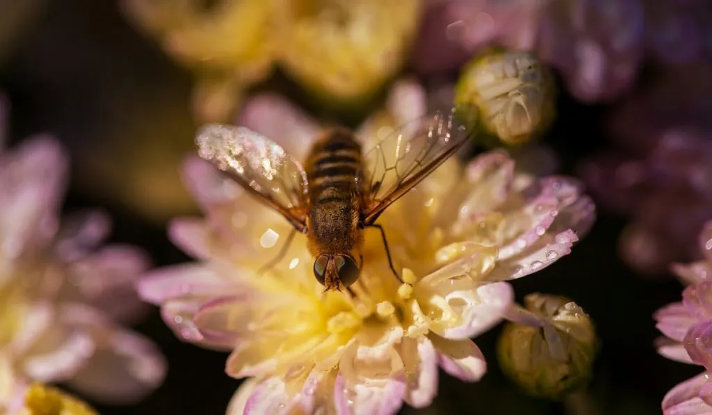 a bee on a flower