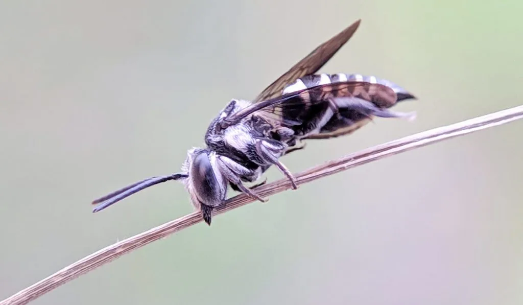 a bee on a stem 