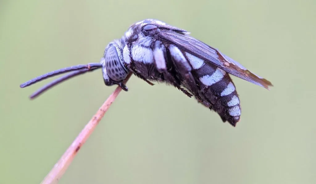 a neon cucko bee resting while biting the top of the grass