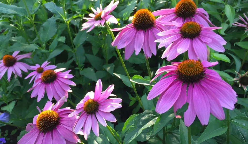 afternoon sun on deep pink coneflowers