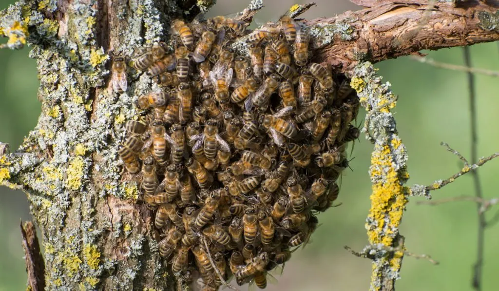 apis mellifera caucasica, wild bee swarm on branch in forest 