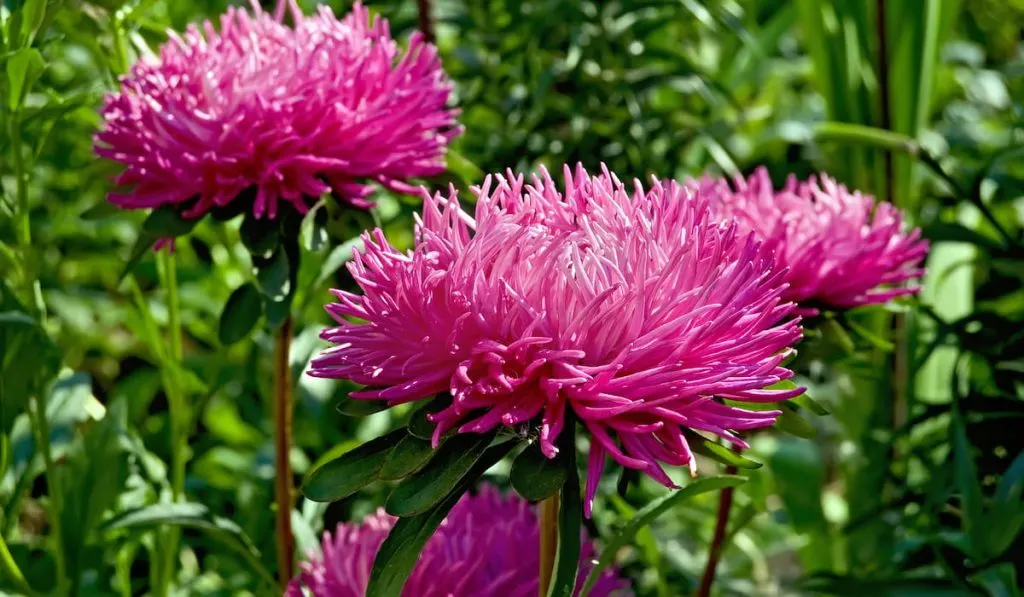 aster pink lush 