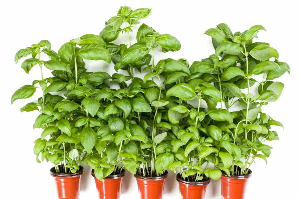 basil plants in brown plastic pots on white background 