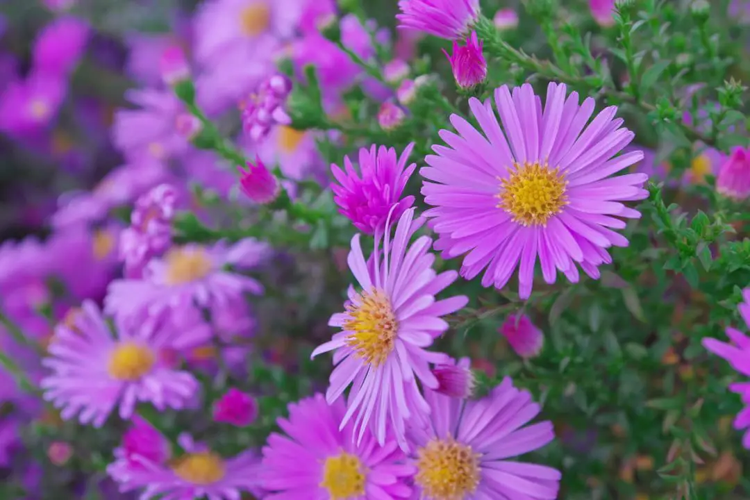 16 Best Plants for Bees and Butterflies Bee Real Honey