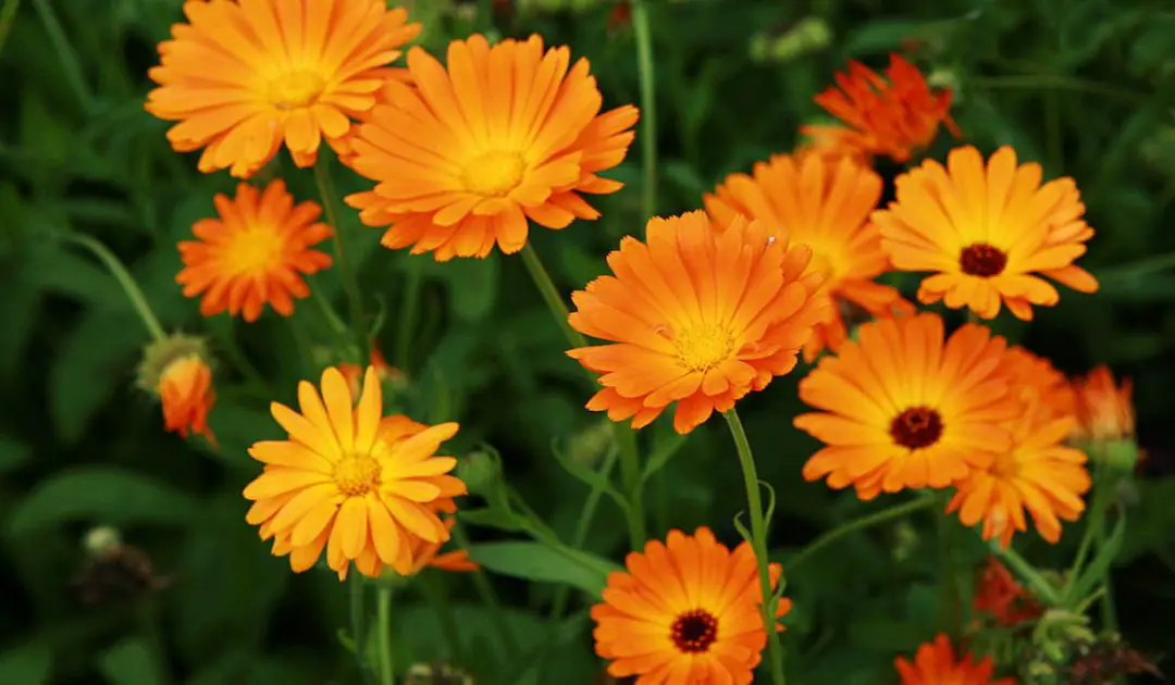 15 Best Annuals For Bees Bee Real Honey