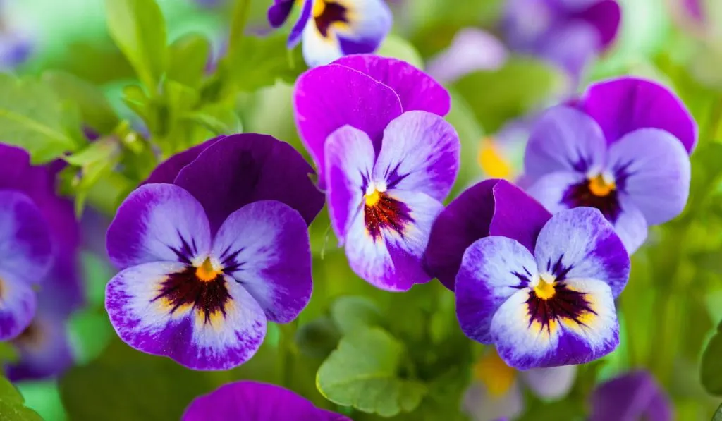 beautiful pansy summer flowers in garden