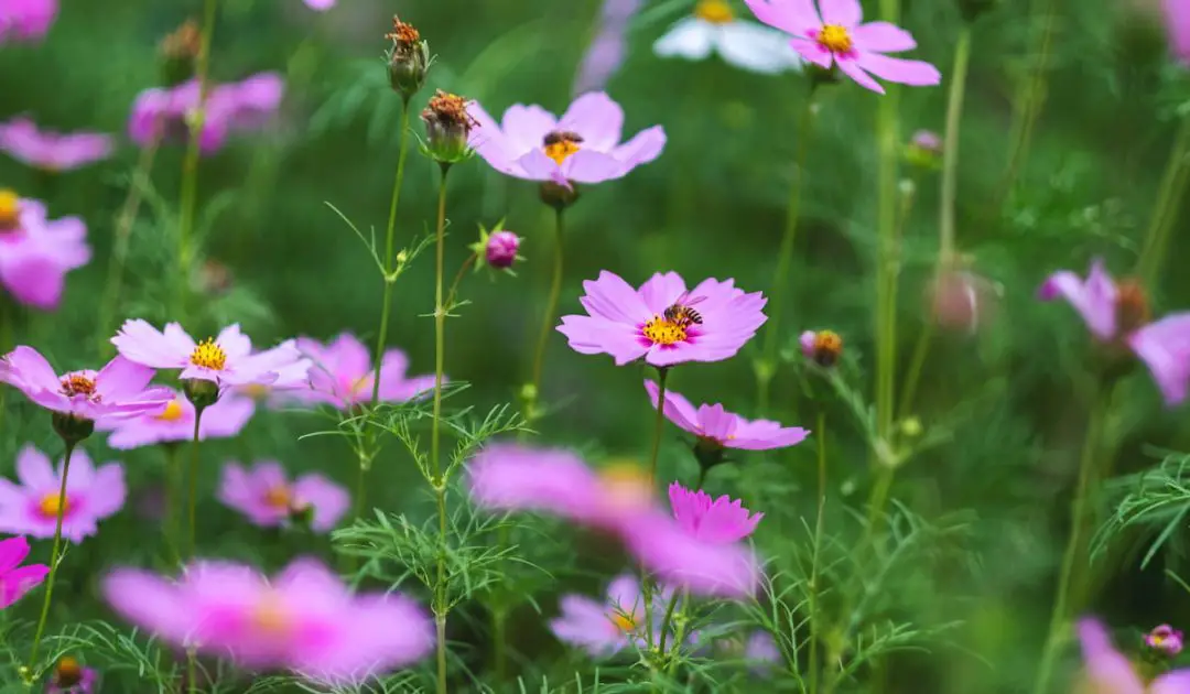 15 Best Annuals For Bees Bee Real Honey