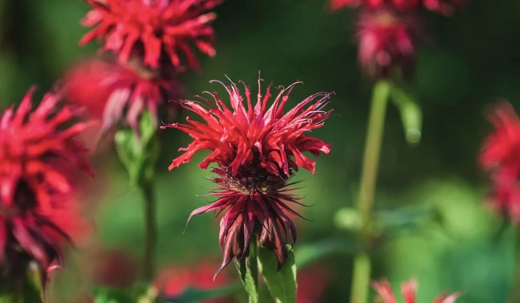 bee balm flower