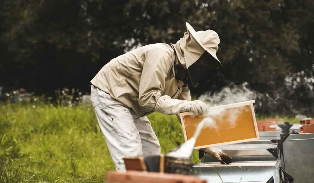 bee keeper checks on bees in the hive 