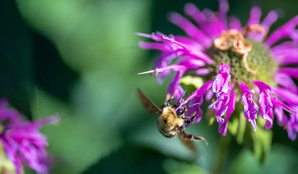 bee landing on a Bee Balm plant 